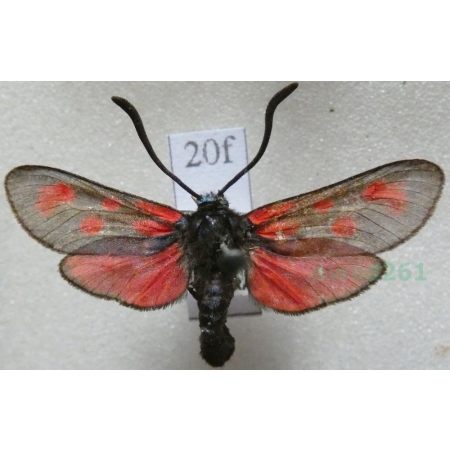 Zygaena filipendulae (Linnaeus, 1758) Kraśnik sześcioplamek Czech20f